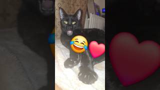 My cute cat makes funny noises when I wake her up 😂 catlover funnyanimals shortvideo [upl. by Spike884]