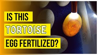 How to Tell if Tortoise Eggs Are Fertile [upl. by Victoir]