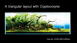 ADAview A triangular layout with Cryptocoryne [upl. by Solahcin]