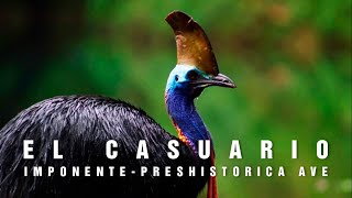 EL CASUARIO  Un prehistórico e imponente ave  Mini documental Tan natural [upl. by Gow]