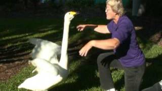 Swan Whisperer [upl. by Wakeen41]