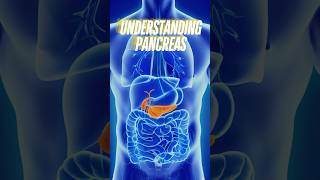 Understanding the Pancreas Endocrine amp Exocrine Functions [upl. by Bertie]