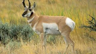 2 Hours Antelope Sounds Effects [upl. by Widera765]