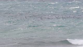 Wedgetailed Shearwaters off Fort Drive Newcastle NSW [upl. by Assenay]