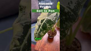 Alocasia Frydek soil to Pon plants plantlove houseplants alocasia indoorplants plantgoals [upl. by Nekcarb]