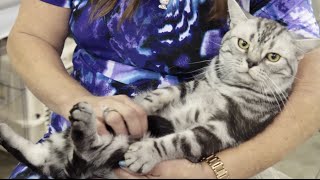 Cat Breed Spotlight American Shorthair [upl. by Larred]