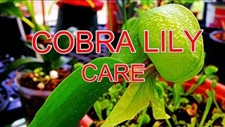 How to Tips and Tricks to Cobra Lily Care Darlingtonia Califorica Carnviorous Pitcher Plant [upl. by Alyaj]