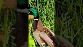 ducks ducksoud quakquaksound mallardsound waterfowlsound [upl. by Aihsat]