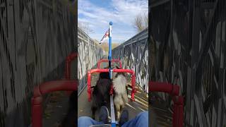 MUSHing a makeshift bridge across river on the Lackawanna River Heritage Trail WooFDriverOnTour [upl. by Eixam]