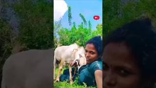 Meri Bakra ko bigad Diya 🤣 discover comedy wala scenes funny shortvideo statmrfunny viralvideo [upl. by Katya571]