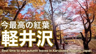 長野【軽井沢】今最高の紅葉撮影日2024118Japan Nagano Karuizawa The best autumn leaves right now [upl. by Kolnick]