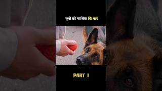 The dog remembers its owner part 1 shortvideo [upl. by Hurlbut]