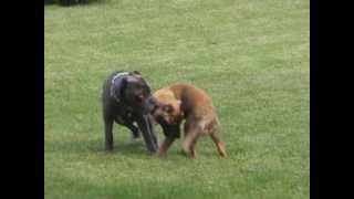 Neapolitan Mastiff Vs German Shepherd [upl. by Gnouh925]