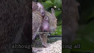 Rescue squirrels parasitited by horsefly larvae animals saveanimals shortvideo squirrel shorts [upl. by Gnod]