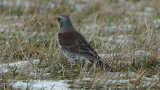 Drozd kvíčala Turdus pilaris sbírá potravu [upl. by Nylesor544]