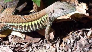 Ameiva undulata Rainbow Ameiva Barred Whiptail or Metallic Ameiva  Ameiva arcoiris [upl. by Eidna]