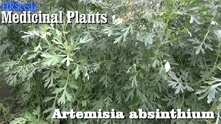 ⟹ WORMWOOD Artemisia absinthium 🌿 BE CAREFUL [upl. by Haslett]