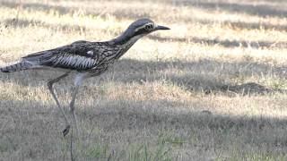 Bush Stonecurlew [upl. by Mmada]