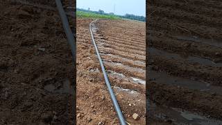 New Irrigation system agriculture drip irrigation ytshortsindia trending [upl. by Anihsak]