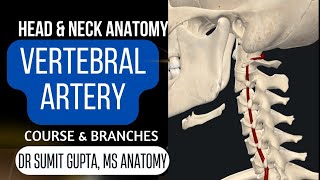 VERTEBRAL ARTERY  Anatomy [upl. by Joshua336]