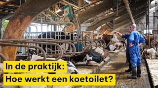 Mineralen uit drijfmest gerichter inzetten met koetoilet [upl. by Yanarp119]