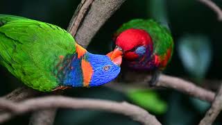 Lorikeets eating in a tree [upl. by Ylrebnik690]