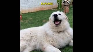 Kuvasz  Best Guard Dog youtubeshorts youtube ytshorts [upl. by Sirrot]