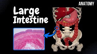 What Is The Digestive System  How The Digestive System Works  Digestive System Function [upl. by Boys454]