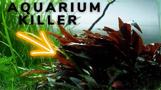 Cryptocoryne will KILL your AQUASCAPE [upl. by Kalagher]