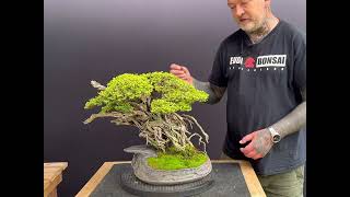 LoniceraHoneysuckle Bonsai [upl. by Doble]