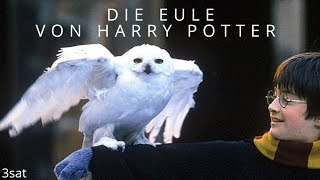 Die EULE von HARRY POTTER  3sat Doku Deutsch  Germany [upl. by Jelks]