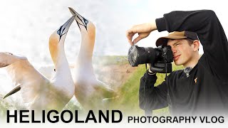 BIRD PHOTOGRAPHY VLOG  HELIGOLAND North Sea [upl. by Linda472]