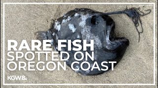 Rare deepsea angler fish washes up on Oregon Coast [upl. by Adliw]