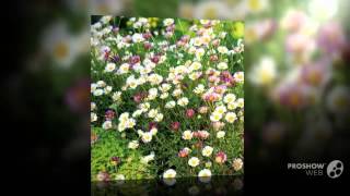 Erigeron  garden plants [upl. by Largent740]