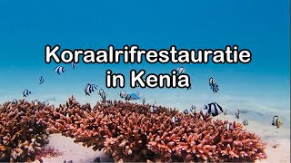 Koraalrif restaureren in Kenia met Daniëlle [upl. by Modestine]