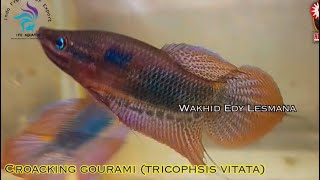 CROAKING GOURAMI tricophsis vitata 😍 [upl. by Asatan523]