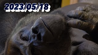 Shabani gorilla family 〜 20230518 木曜日【東山動物園】 [upl. by Ashbey610]