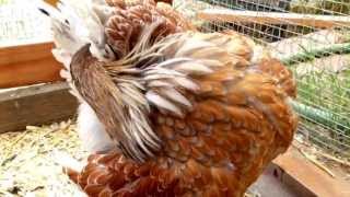 Pet chickens preening feathers [upl. by Supple730]