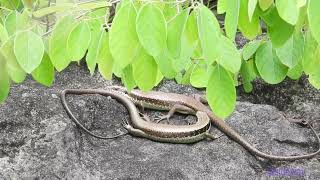 nature241001101p09wleutropis longicaudata 長尾南蜥 longtailed skink 長尾真稜蜥A002C02 [upl. by Felicia]