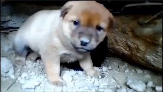 Orphaned Puppies Cry Together After Losing Their Mother Rescued by a Kind Stranger 1 [upl. by Ohploda]