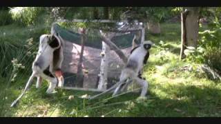 Coquerels Sifaka with mirror enrichment  Sacramento Zoo [upl. by Haerr]