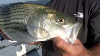 How to fishing tips Using slabs and spoons to catch Stripers [upl. by Yniar]