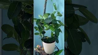 Stephanotis houseplant houseplants plantcare planthome plants youtubeshorts [upl. by Bore372]