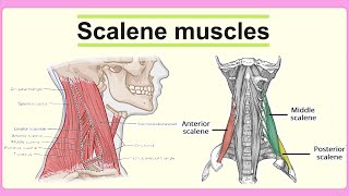 scalene muscles [upl. by Slein190]