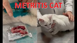 METRITIS CAT [upl. by Enitsed401]