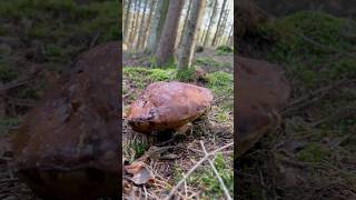 Boletus Edulis🍄‍🟫Alt🤷🏻‍♂️ steinpilz mushroom porcini short [upl. by Chen305]