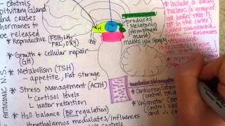 Brainstem [upl. by Marguerie]