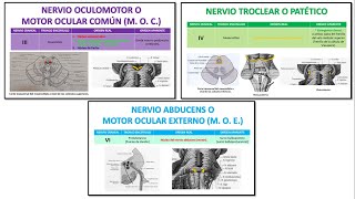 Nervios oculomotores III Oculomotor IV Troclear y VI Abducens Vía del Reflejo Fotomotor miosis [upl. by Ceciley728]