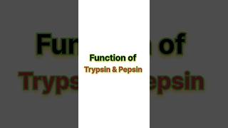 Function of trypsin amp pepsin ✨ neet neet2025 biology aiims [upl. by Efinnej]