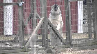 Norwegian elkhounds on guard [upl. by Keelia]